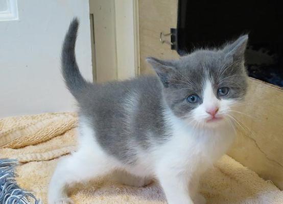 Oracle 11g物理备用数据库“实况克隆”详解