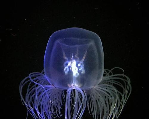 Go语言培训之获取命令行参数